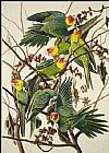 Carolina Parrot by John James Audubon